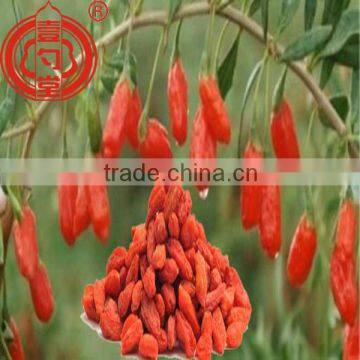 Organic goji berries wholesale with low price