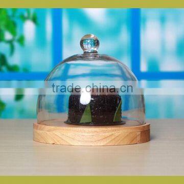 Glass cupcake stand with dome cover