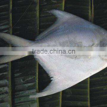 white pomfret,silver pomfret