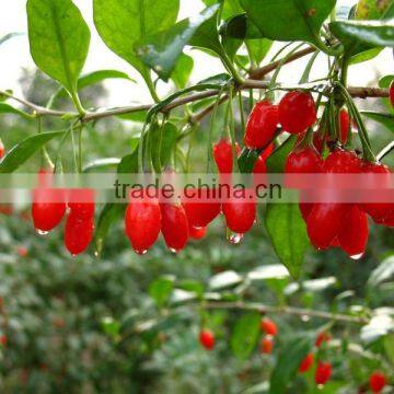 Pure Natural Oil Capsules Goji Oil Soft Capsules GMP Factory