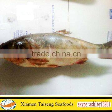 Hotsale Frozen Silver Carp with best price