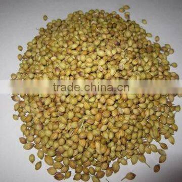 CORIANDER SEED BEST QUALITY