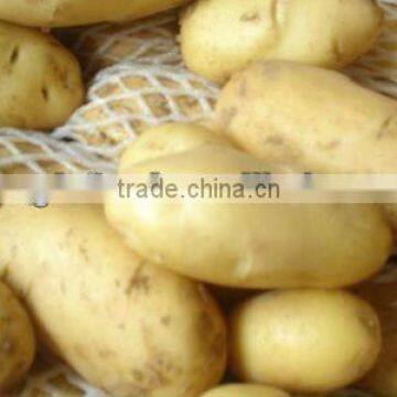 Long shape fresh potato from China