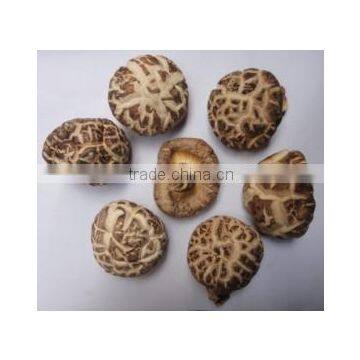 shiitake mushroom / white flower in spring good quality