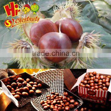 Chinese chestnuts For Sale---Hebei Chestnuts---Best fresh chestnuts in China