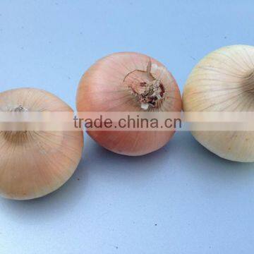 Onion with high quality crops 2015