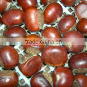 2014 new crop Fresh Chestnut in shell Shandong origin