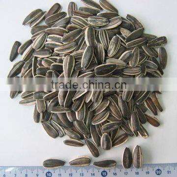 New Crop Long Type Sunflower Seeds