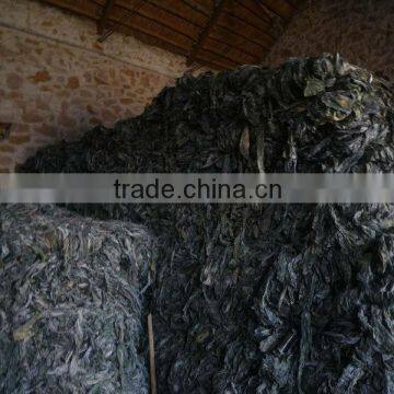 2014 year crop of Dried cut sea algae - sea kelp