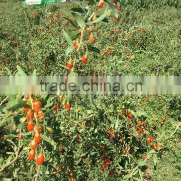 Goji 2016 new harvest