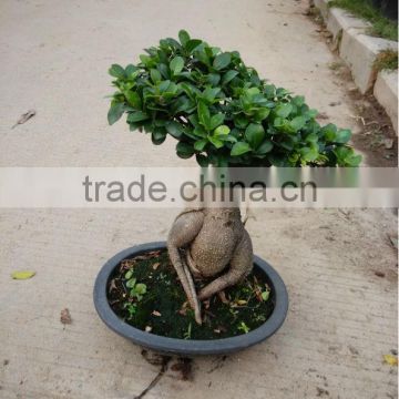 FICUS GINSENG BONSAI