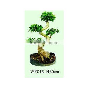 Indoor S-shape Ficus Microcarpa bonsai
