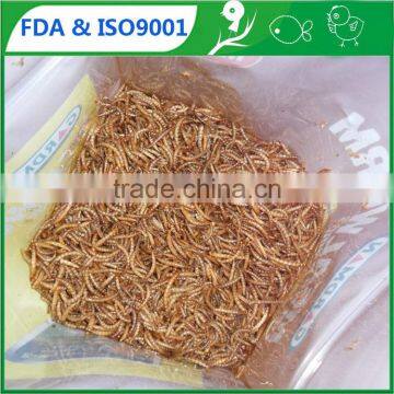 High quality low price pet bird food dried mealworm, chicken feed mealworm