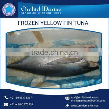 Frozen Yellow Fin Tuna Fish