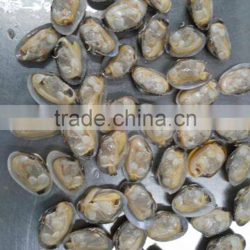 Best Selling Seafood Shellfish Live Geoduck Clam From China photo-2