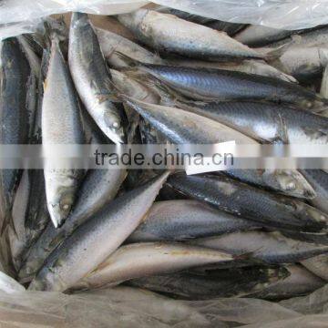 Ready Stock Sea Frozen Mackerel for Market photo-2