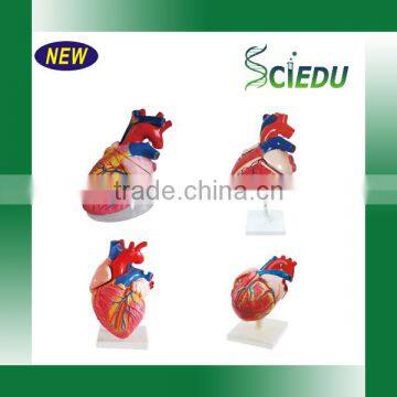 Student Anatomy Human Heart Model photo-4