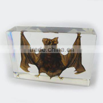 2016 new design wholesale promotional gift desk decoration with real insect bat