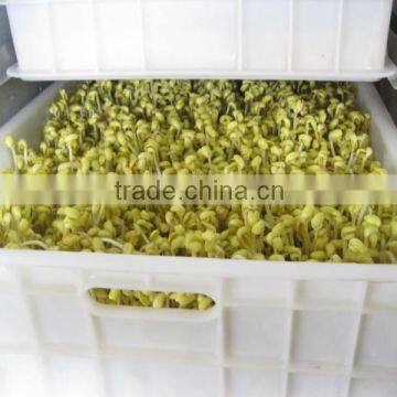Automatic Bean Sprout Machine / Commercial Mung Bean Sprout Machine for Sale photo-3