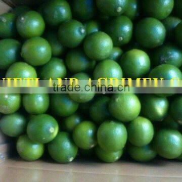 NEW GREEN LEMON / LIME HARVEST IN VIETNAM 2016 WITH BEST PRICE AND GOOD QUALITY