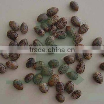 CASTOR SEEDS