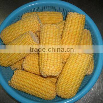 IQF Frozen Chinese Yellow Corn Sweet Corn on Cob photo-3