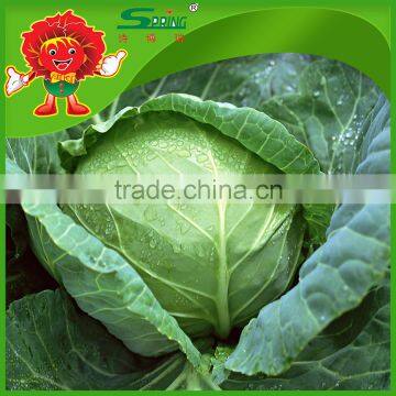 Round Shaped Cabbage Price Of Green Cabbage