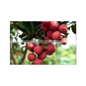 VIET NAM FRESH LYCHEE FRUIT / LITCHI / LITCHEE