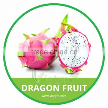 HIGH QUALITY FRESH WHITE DRAGON FRUIT // VIETNAMESE PITAYA