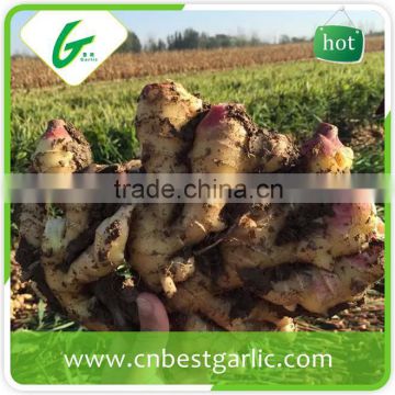 Chinese mature fresh ginger plants