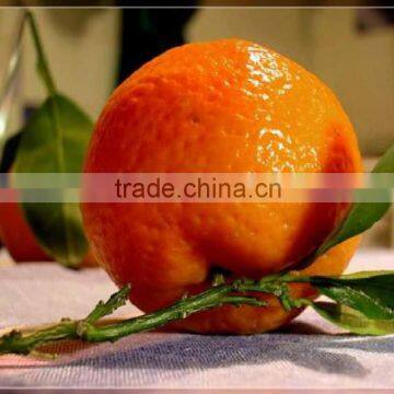 New Year 2017 Special Offer - Waxed Mandarin Kinnow from Pakistan