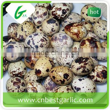 Fresh quail eggs cartons