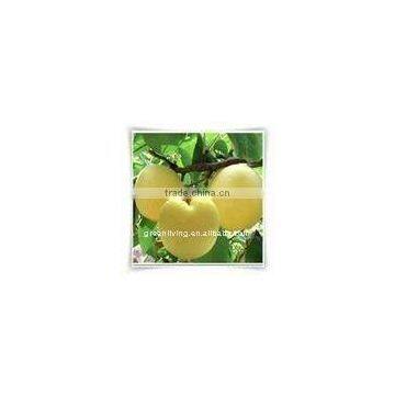 Fresh Pear,snow Pear, Golden Pear