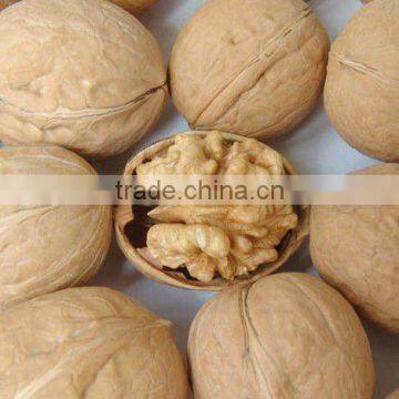 China Xinjiang walnuts with shell