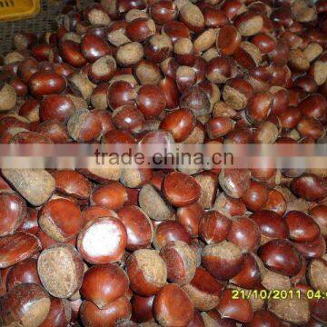 2011 coldstorage fresh chinese chestnut