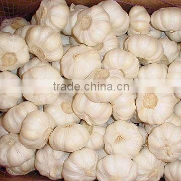 China Garlic