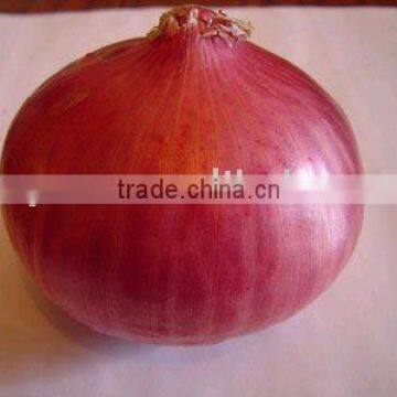 New fresh red onion