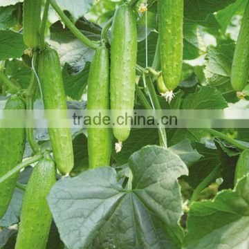 Hybrid high yield cucumber seeds for growing- YR Miracle