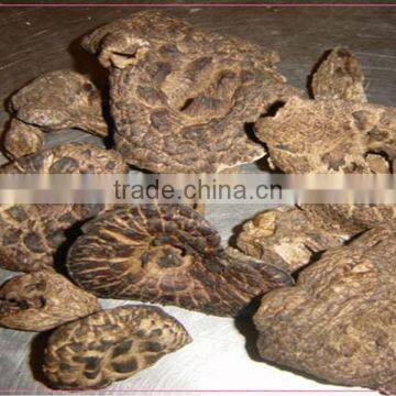 frozen dried new crop Sarcodon aspratus