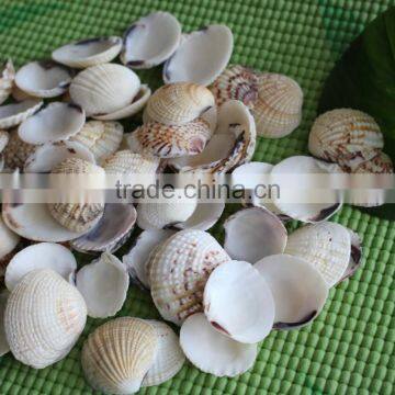 Natural Decotative Semicassis Inornata Seashell for Sale photo-5