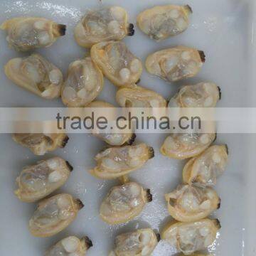 Whole Shell and Whole Cooked Clam in Season for Sale photo-3