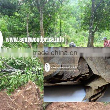 New Arrival Vietnam High Grade, Reasonable Price Agar Wood Chips or Oud Wood Chips