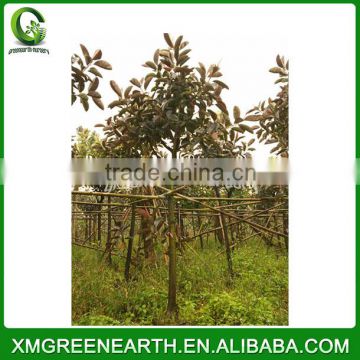 Ficus elastica diameter 8-10cm