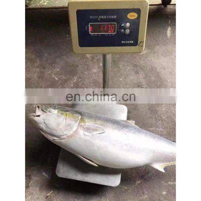 Hot Sale Frozen IQF Yellow Tail Scad Fish Price Mackerel Seafood for Market 8kgs up photo-2