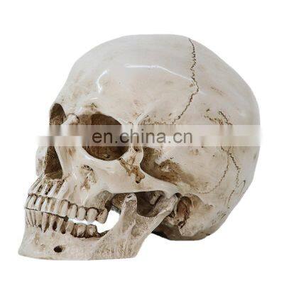 White New Resin Skulls Resin Model Medical Realistic lifesize