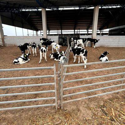 Cheap Pen Horse Corral Panels Livestock Cattle Panels for Farm photo-6