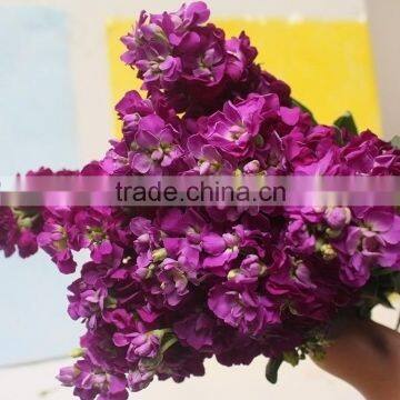 Fresh Cheapest purple violet bouquets