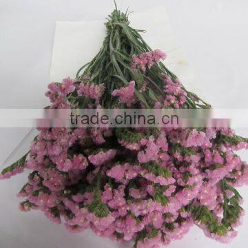 Fresh Factory Direct Fresh Cut Myosotis Flower photo-4