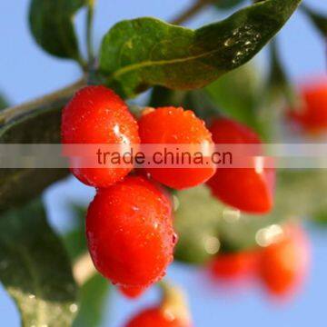 Lycii Chinensis Lycium Chinensis Chinese wolfberry Goji berries Medlar