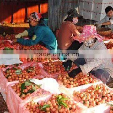 GOOD QUALITY VIETNAM FRESH LYCHEE photo-3